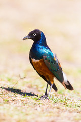 Superb Starling eat a larval