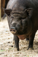 black pig closeup