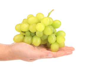 Branch of green ripe grapes on hand.