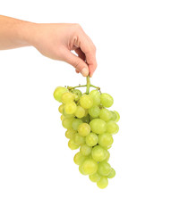 Green ripe grapes in hand.