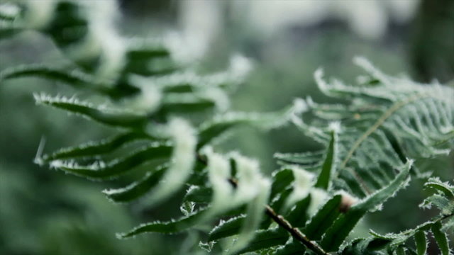 Fern fronds with hoar frost in winter forest, Pacific Northwest