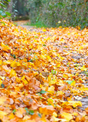 Waldweg im Herbst