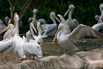 Pelikany