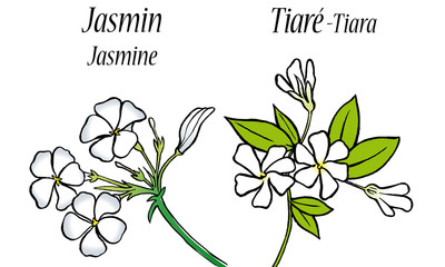 Jasmin - Tiaré © KAPY