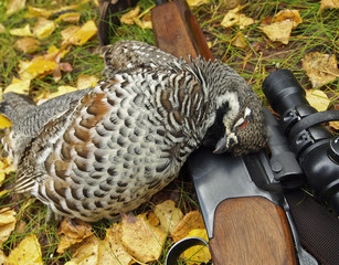 hazel grouse