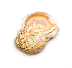 Seashell.