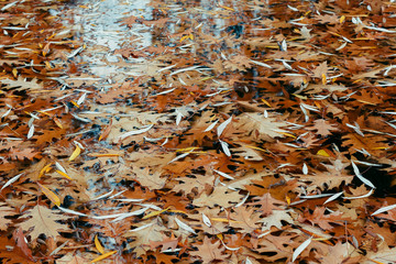 Autumn leaves floating in the water