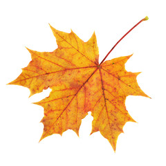 Maple-leaf isolated over white