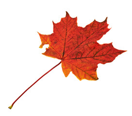 Maple-leaf isolated over white