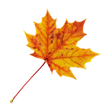 Maple-leaf isolated over white