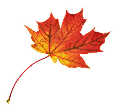 Maple-leaf isolated over white