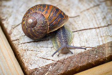 Snail