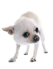 afraid chihuahua