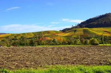 Weinreben und buntes, herbstliches Laub im Weinberg
