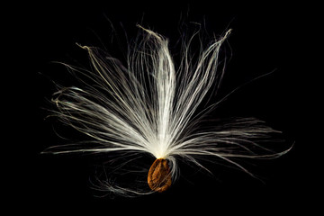 Macro photo of swamp milkweed seed pod