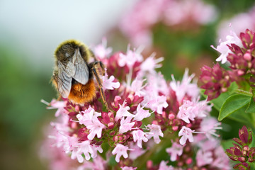 Bumble Bee