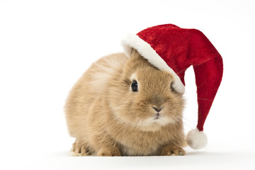 Kaninchen mit Weihnachtsmütze