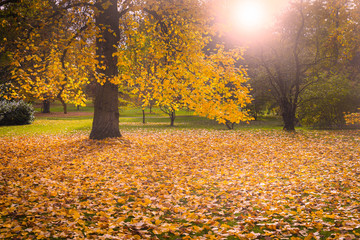 Obraz premium Herbstwald