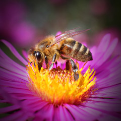 The Honey bee (Apis mellifera) pollinating  of New York aster.