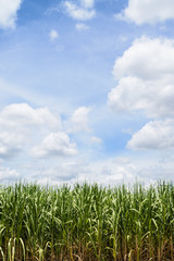 Corn Fields and blue sky