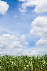 Corn Fields and blue sky