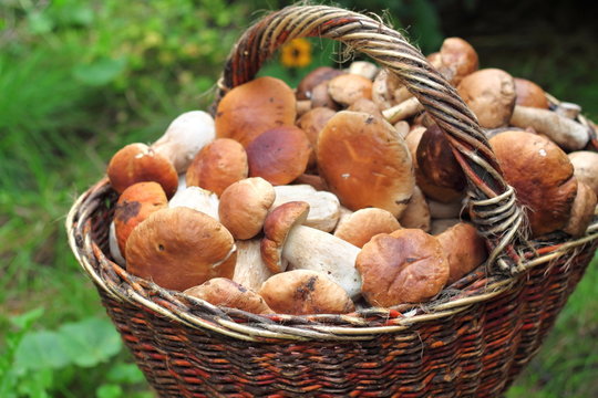 Basket with forest mushrooms