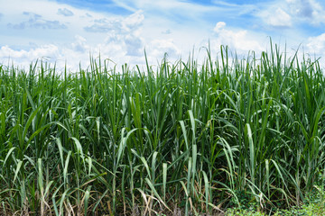 Corn Fields and blue sky