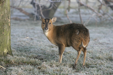 Muntjac, Muntiacus reevesi