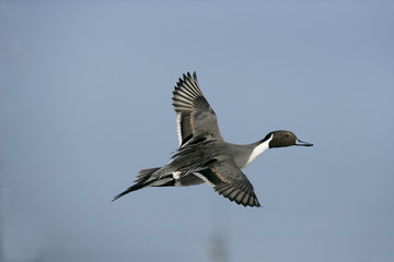 Northern pintail, Anas acuta
