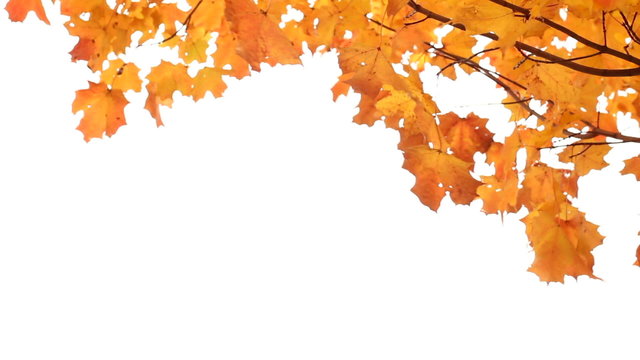 Maple leaves in Autumn isolated on white. Room for your Text.