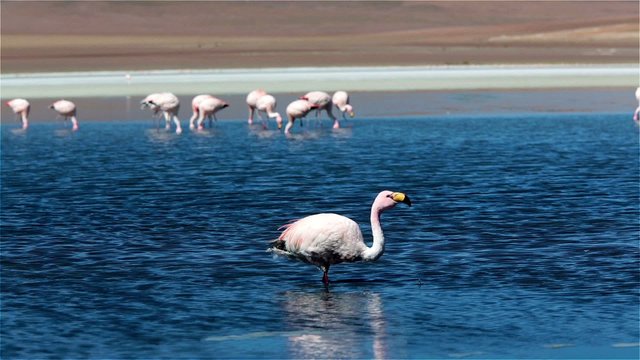 flamingo in Bolivia