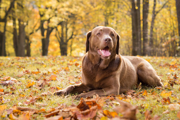 Autumn Dog