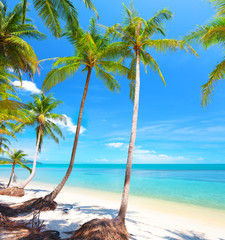 Fototapeta na wymiar Palm i tropikalnej plaży