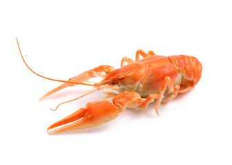 Red boiled crayfish.
