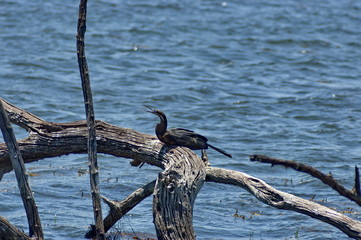 African Darter or Snakebird in Pilanesberg