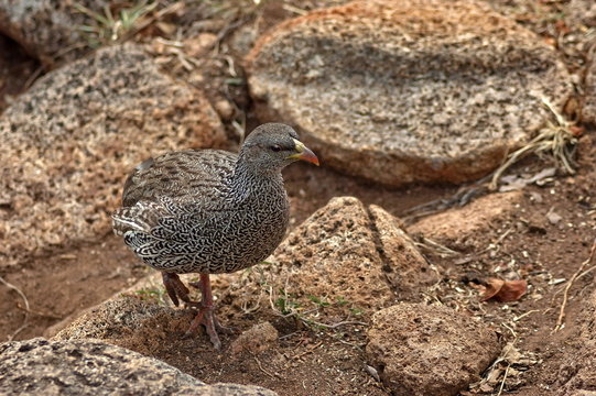 Cape Spurfowl or Cape Francolin in Pilanesberg
