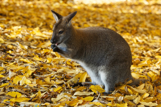 Kleines Wallaby (Känguruh) im Herbst "Notamacropus"
