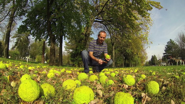 Beautiful autumn Hedgeball (Maclura pomifera) in the Grass.