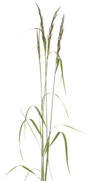 Festuca arundinacea
