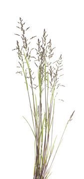 Festuca rubra