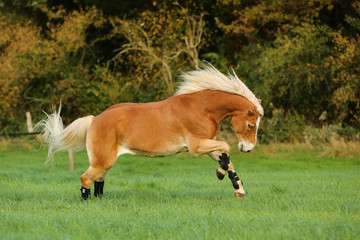 Wilder Haflinger