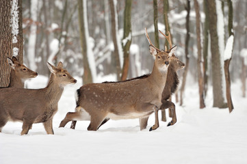 Deer in winter forest