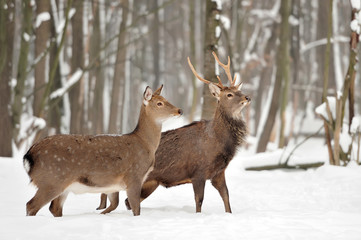Naklejka na ściany i meble Deer in winter forest