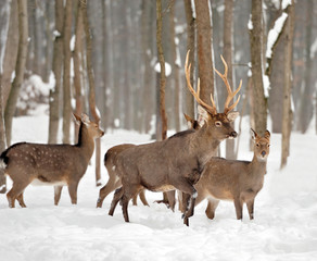 Deer in winter forest