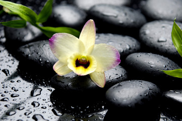 Still life with and beautiful orchid on stone in water drops
