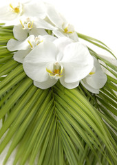 Tropical white orchid on palm leaf

