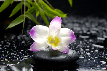 Fototapeta na wymiar beautiful orchid with bamboo leaf on stones in water drop