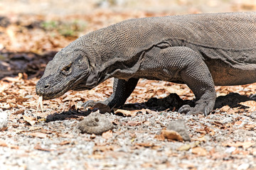 Komodo Dragon