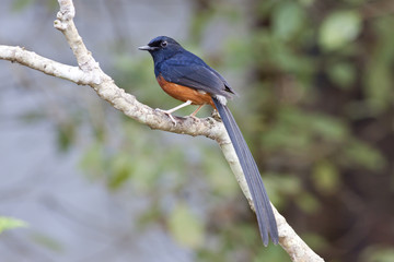 White-rumped Shama,Bird of Thailand