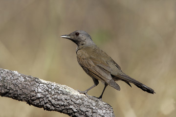Pale-breasted thrush, Turdus leucomelas